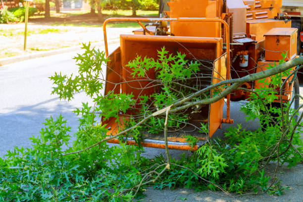 Best Arborist Consultation Services  in River Grove, IL