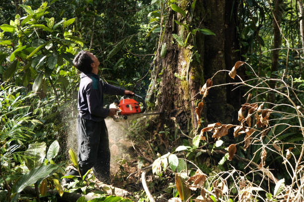 Best Emergency Tree Removal  in River Grove, IL